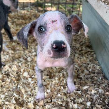 Edna -  Catahoula Leopard Dog Dog Available for Adoption in Parrish, Alabama - Edna | PetCurious