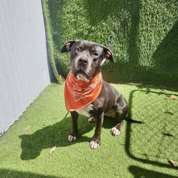 Tina -  American Staffordshire Terrier and Mixed Breed Dog for Adoption in Houston, Texas - Tina | PetCurious