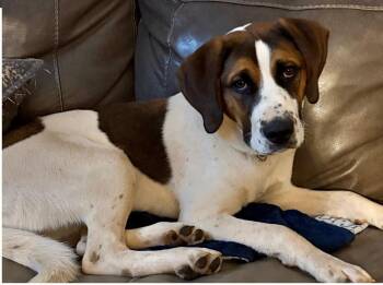 Cooper -  Hound and Boxer Dog for Adoption in Gardiner, New York - Cooper | PetCurious