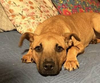 Mountain Cur Dogs Available for Adoption in Washington, District Of Columbia - Pup Kiara | PetCurious