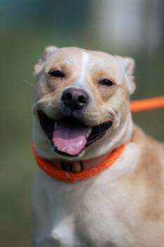 Biscuit -  Yellow Labrador Retriever Dog for Adoption - Biscuit | PetCurious