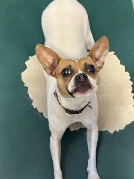 Boston Terrier and Chihuahua Dogs Available for Adoption in South Lake Tahoe, California - GADGET | PetCurious