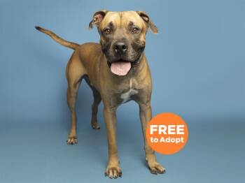 Cane Corso Dogs Available for Adoption in Phoenix, Arizona - BEANS | PetCurious