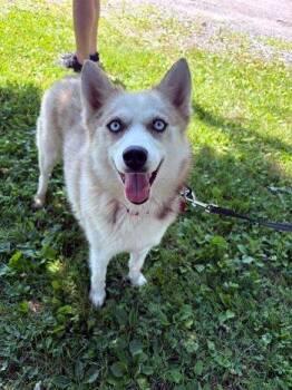 Tara -  Pomeranian and Husky Dog for Adoption in Bedford Hills, New York - Tara | PetCurious
