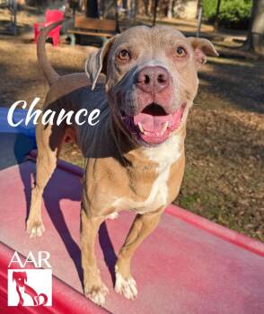 Pit Bull Terrier and Weimaraner Dogs Available for Adoption in Magnolia, Texas - Chance | PetCurious