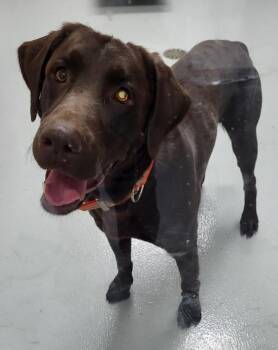 Pen 122 Chocolate -  Labrador Retriever Dog for Adoption in Lawrenceville, Georgia - Pen 122 Chocolate | PetCurious