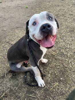 American Bulldog Dogs Available for Adoption in Chicago, Illinois - Osgood | PetCurious