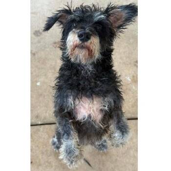 Scottie -  Miniature Schnauzer and Mixed Breed Dog for Adoption in Griswold, Connecticut - Scottie | PetCurious