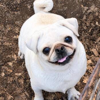 Stevie -  Pug Dog for Adoption in Pelham, New Hampshire - Stevie | PetCurious