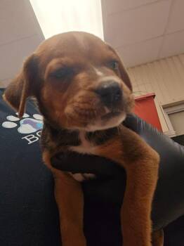 Phoenix -  Mixed Breed Dog for Adoption in Bossier City, Louisiana - Phoenix | PetCurious