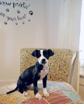 Labrador Retriever Dogs Available for Adoption - Hank Aaron Lonestar | PetCurious