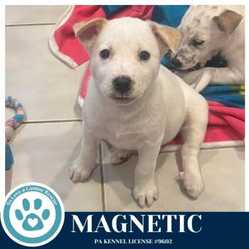 Husky Dogs Available for Adoption - Magnetic (Northern Lights Litter) 012426 | PetCurious