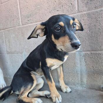 Yoda -  Terrier Dog for Adoption in Yuma, Arizona - Yoda | PetCurious