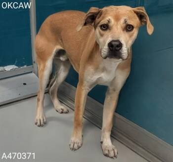 Pit Bull Terrier and Mixed Breed Dogs Available for Adoption - FORREST | PetCurious