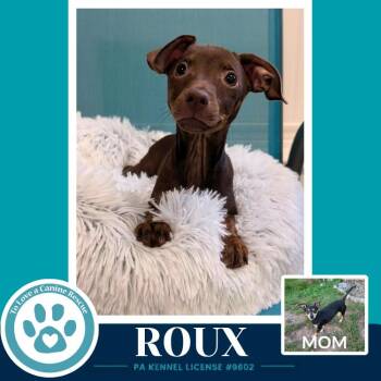 Roux (Scooters Skittles) 100326 -  Chihuahua and Dachshund Dog for Adoption in Kimberton, Pennsylvania - Roux (Scooters Skittles) 100326 | PetCurious