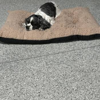 Cocker Spaniel Dogs Available for Adoption in Antwerp, Ohio - Family Dog. Tricia | PetCurious