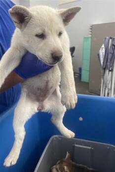 Mixed Breed Dogs Available for Adoption - MUSA | PetCurious