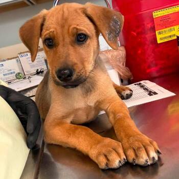 Lil Bean -  Mixed Breed Dog for Adoption in Huntington, West Virginia - Lil Bean | PetCurious