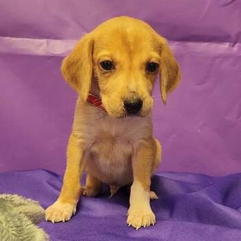 Hound Dogs Available for Adoption in North Myrtle Beach, South Carolina - Roger | PetCurious