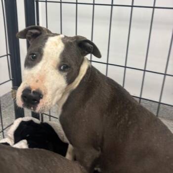 Rosie -  Terrier and Mixed Breed Dog for Adoption in Mooresville, North Carolina - Rosie | PetCurious