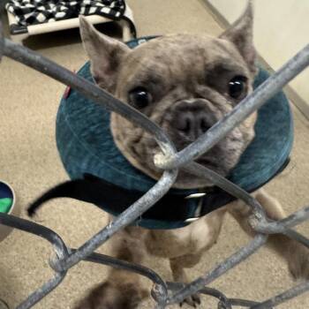 Donut -  French Bulldog Dog for Adoption in Pekin, Illinois - Donut | PetCurious