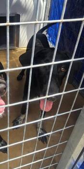 Tamera -  Labrador Retriever Dog for Adoption in Cleveland, Tennessee - Tamera | PetCurious