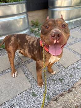 Moore -  Mixed Breed Dog for Adoption in Cincinnati, Ohio - Moore | PetCurious