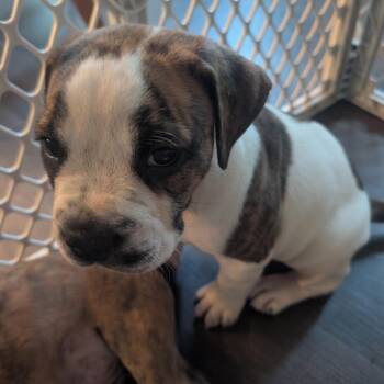 Shiva -  American Bulldog Dog for Adoption in Pittsburg, Kansas - Shiva | PetCurious