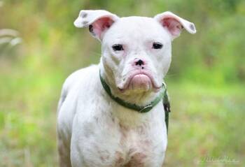 Boxer and Pit Bull Terrier Dogs Available for Adoption in Monroe, Georgia - Rana | PetCurious