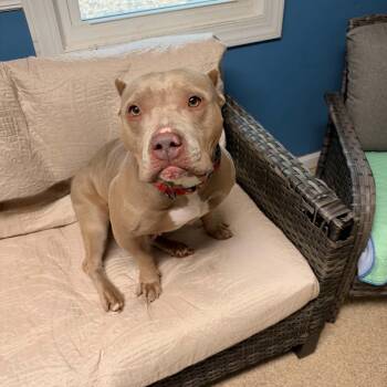 Boo Berry -  American Staffordshire Terrier Dog for Adoption in Sunderland, Maryland - Boo Berry | PetCurious