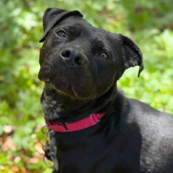 Bucky -  Mixed Breed Dog for Adoption in Titusville, Florida - Bucky | PetCurious
