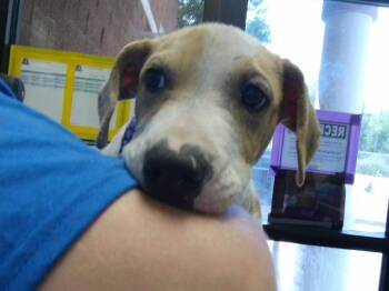 JIMMY -  Boxer and Mixed Breed Dog for Adoption in Tulsa, Oklahoma - JIMMY | PetCurious