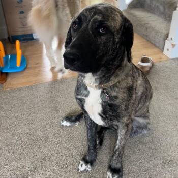 Mountain Cur Dogs Available for Adoption in Harlingen, Texas - Nellie | PetCurious