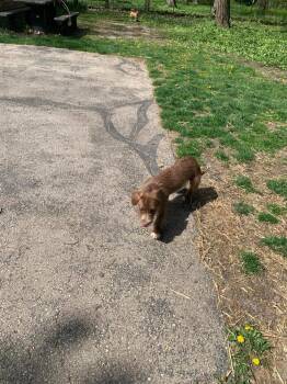 Cairn Terrier Dogs Available for Adoption in West Milwaukee, Wisconsin - Cinnamon $475 | PetCurious