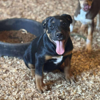Rescue Rottweiler Dogs for Adoption in Anahuac, Texas - Flower - 1317 | PetCurious