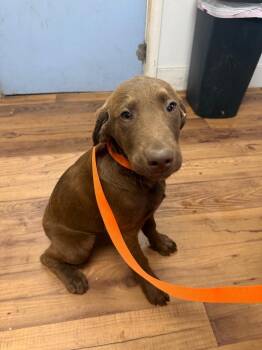 Labrador Retriever and Mixed Breed Dogs Available for Adoption - Jade | PetCurious