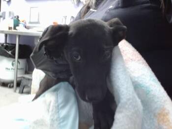 NUTTER BUTTER -  Labrador Retriever and Mixed Breed Dog for Adoption in Albuquerque, New Mexico - NUTTER BUTTER | PetCurious