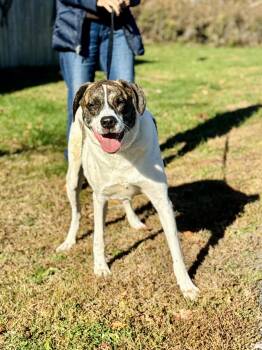 Rescue Mixed Breed Dogs for Adoption in Rock Hill, New York - Jeep | PetCurious