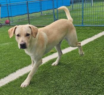 Yellow Labrador Retriever Dogs Available for Adoption in Williston, Vermont - Oliver | PetCurious