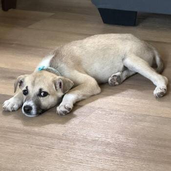 Kool Aid -  Mixed Breed Dog for Adoption in Buffalo, Minnesota - Kool Aid | PetCurious