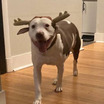 English Bulldog and Mixed Breed Dogs Available for Adoption in Washington, District Of Columbia - Rocco! | PetCurious