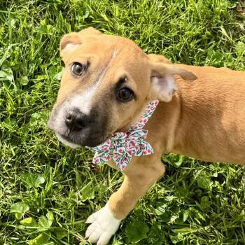 Mixed Breed Dogs Available for Adoption in Cincinnati, Ohio - Sweet Dee | PetCurious