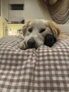 Dinkie -  Great Pyrenees and Golden Retriever Dog Available for Adoption in Denver, Colorado - Dinkie | PetCurious