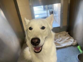 Siberian Husky Dogs Available for Adoption in Tustin, California - SOLSTICE | PetCurious