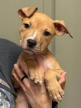 Pit Bull Terrier Dogs Available for Adoption - Clyde | PetCurious