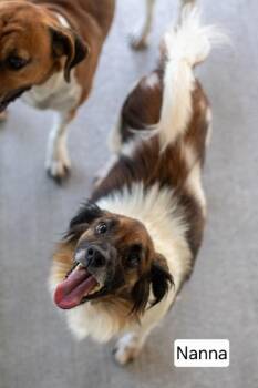 Nana -  Australian Shepherd Dog for Adoption in Aurora, Illinois - Nana | PetCurious