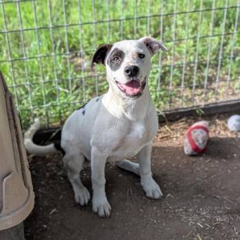 Border Collie and American Staffordshire Terrier Dogs Available for Adoption in Buchanan Dam, Texas - Panda | PetCurious