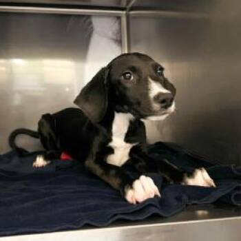 Mixed Breed Dogs Available for Adoption in West Chester, Pennsylvania - Mallory | PetCurious