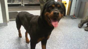 A1265824 -  Rottweiler Dog for Adoption in Charlotte, North Carolina - A1265824 | PetCurious