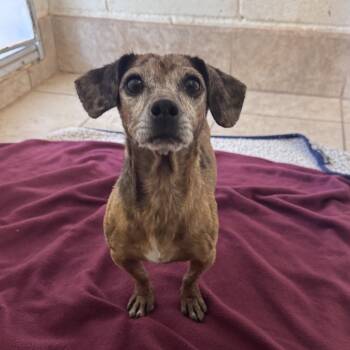 Rescue Chihuahua Dogs for Adoption in Kanab, Utah - Jeb | PetCurious